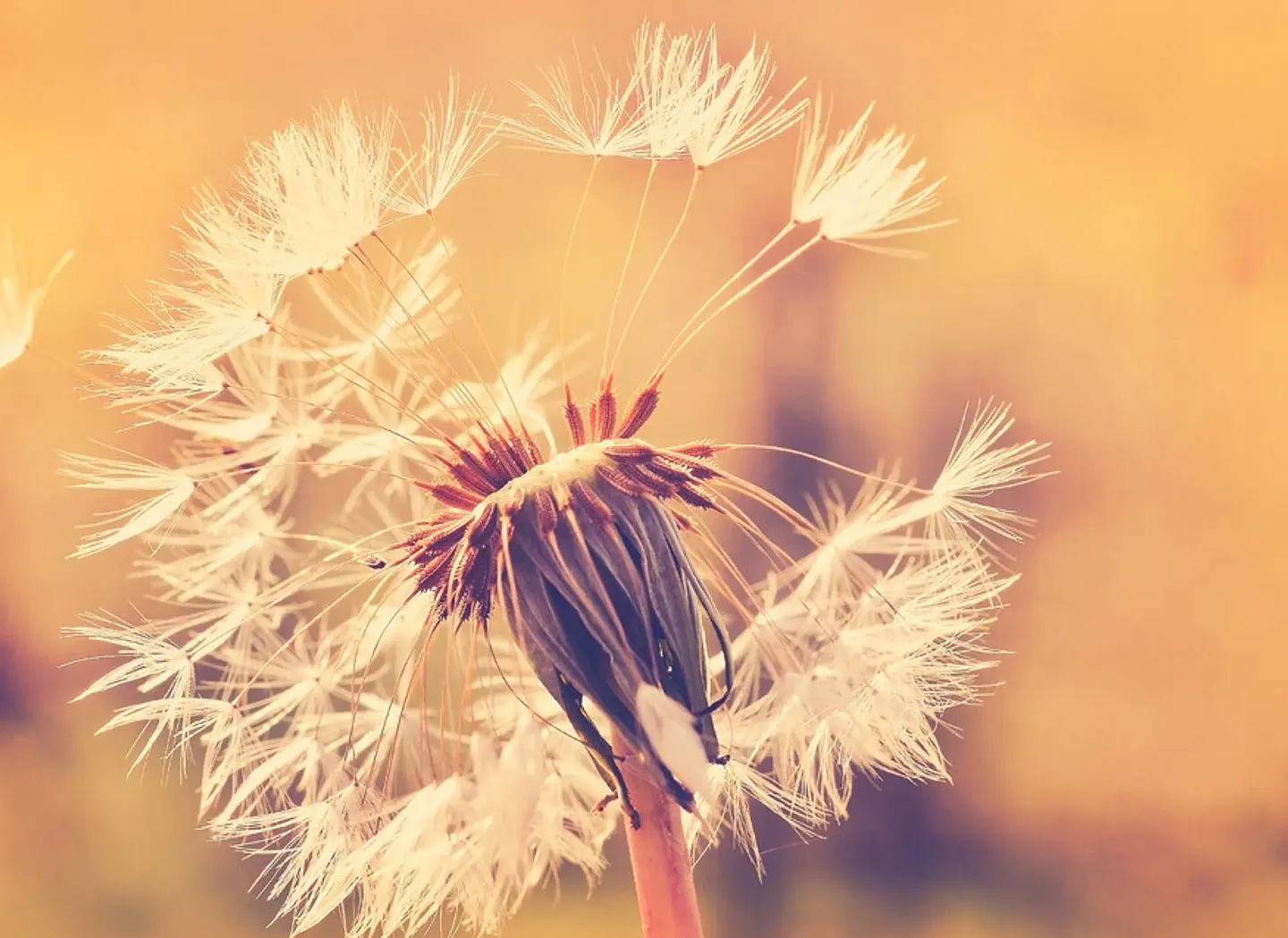 DANDELION 1 1