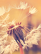 DANDELION 1 - thumbnail 1