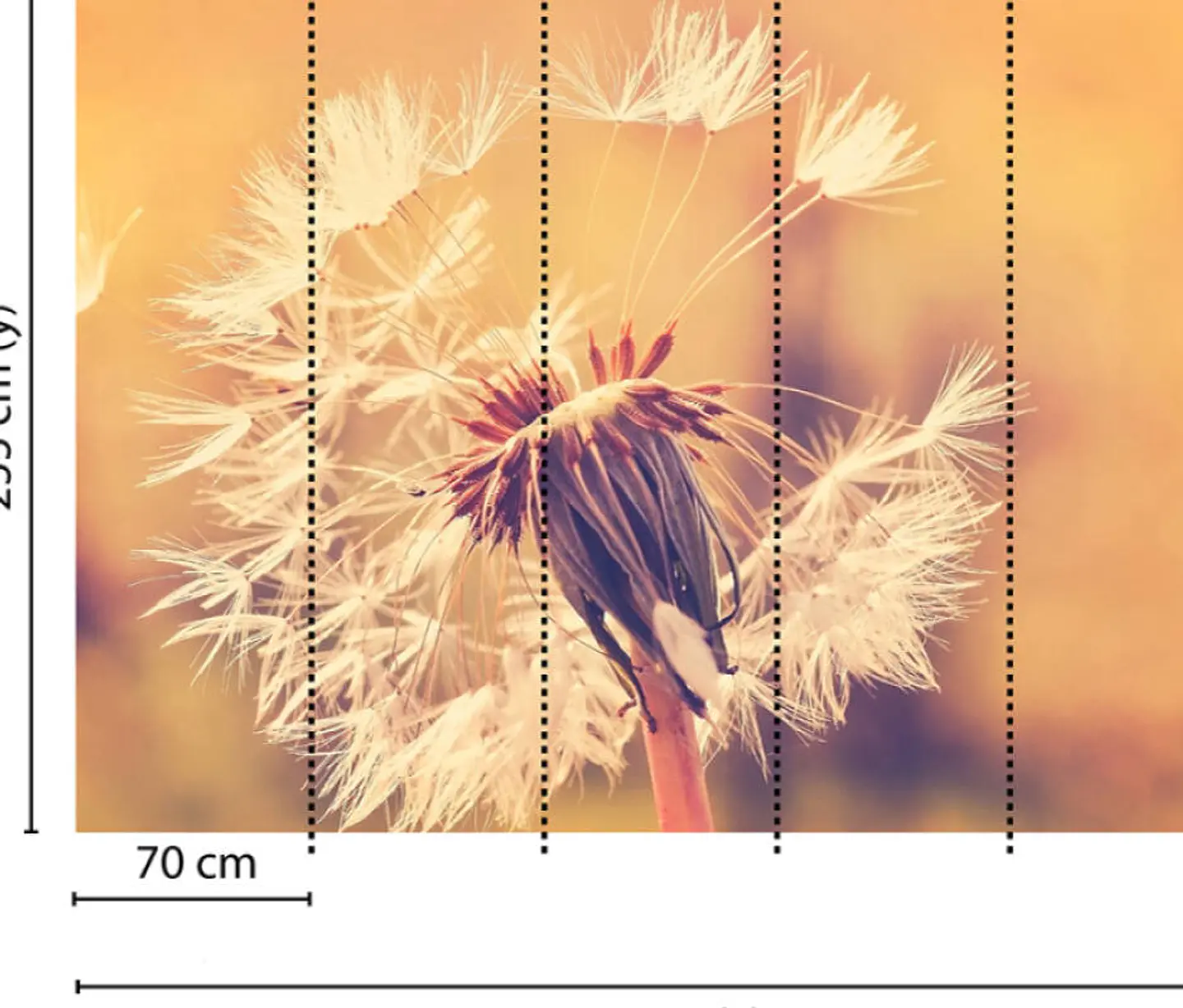 DANDELION 1 3