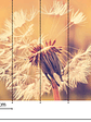 DANDELION 1 - thumbnail 3