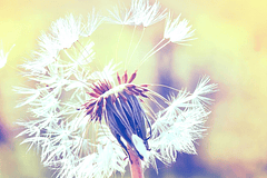 DANDELION 2