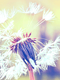 DANDELION 2 - Miniatura 1