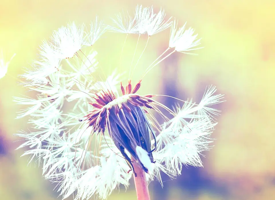 DANDELION 2 1