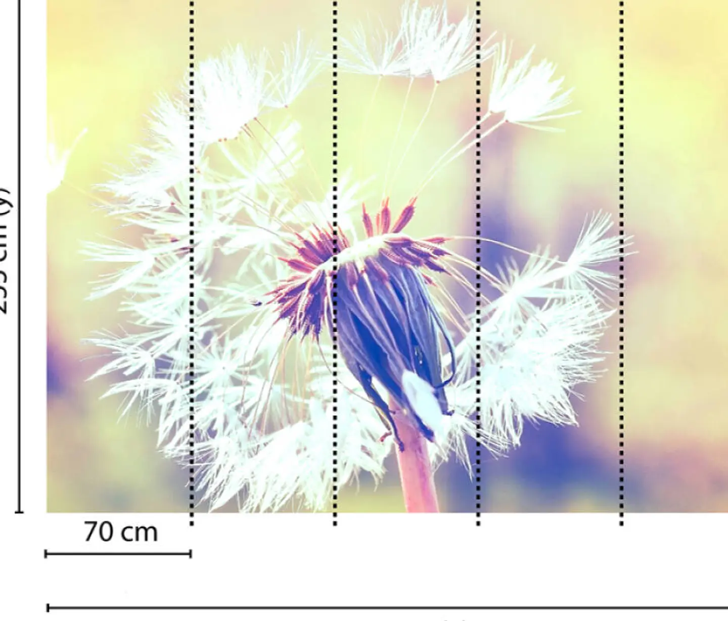 DANDELION 2 3