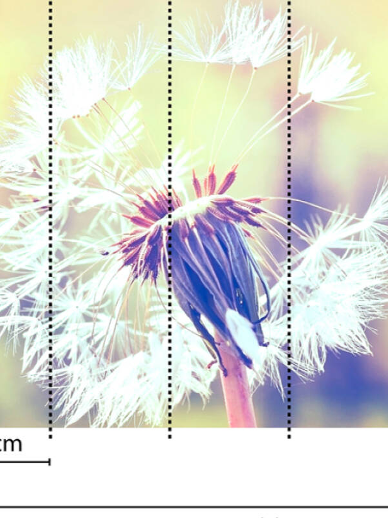 DANDELION 2 3