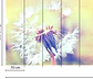 DANDELION 2 - thumbnail 3
