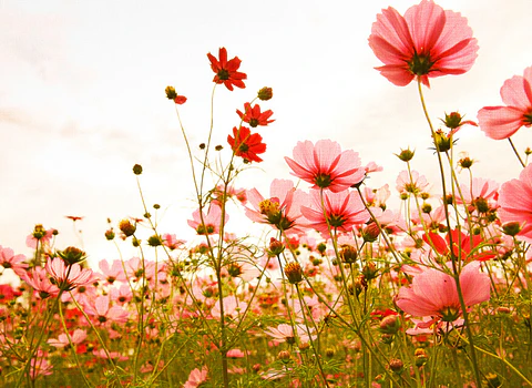 FLOWER MEADOW 1