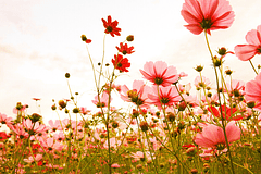 FLOWER MEADOW 1