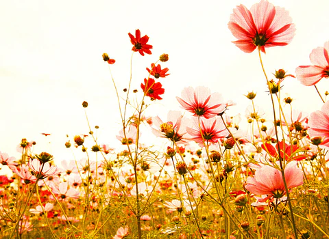 FLOWER MEADOW 2
