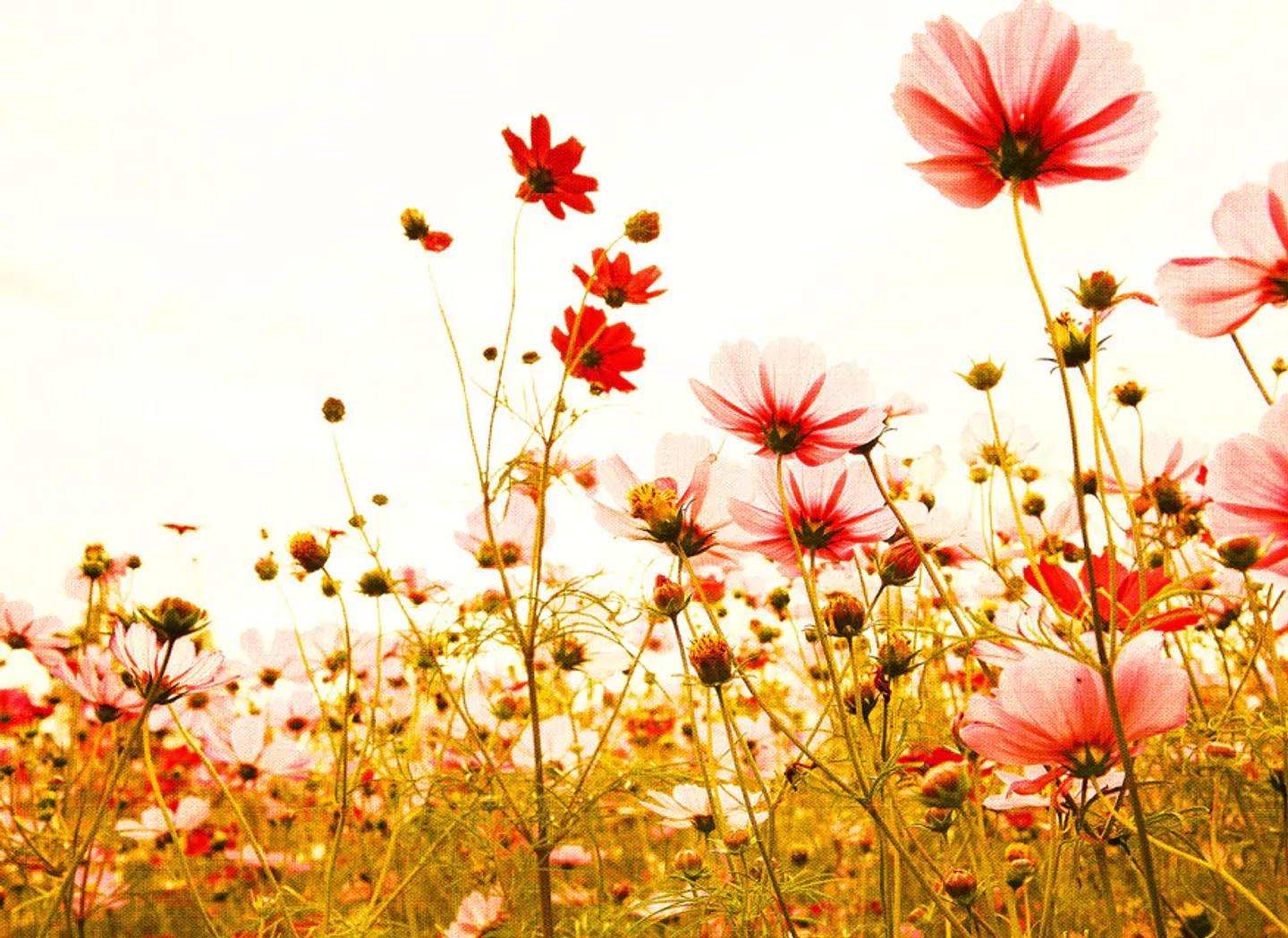 FLOWER MEADOW 2 1