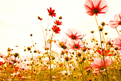 FLOWER MEADOW 2