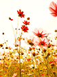 FLOWER MEADOW 2 - Miniatura 1