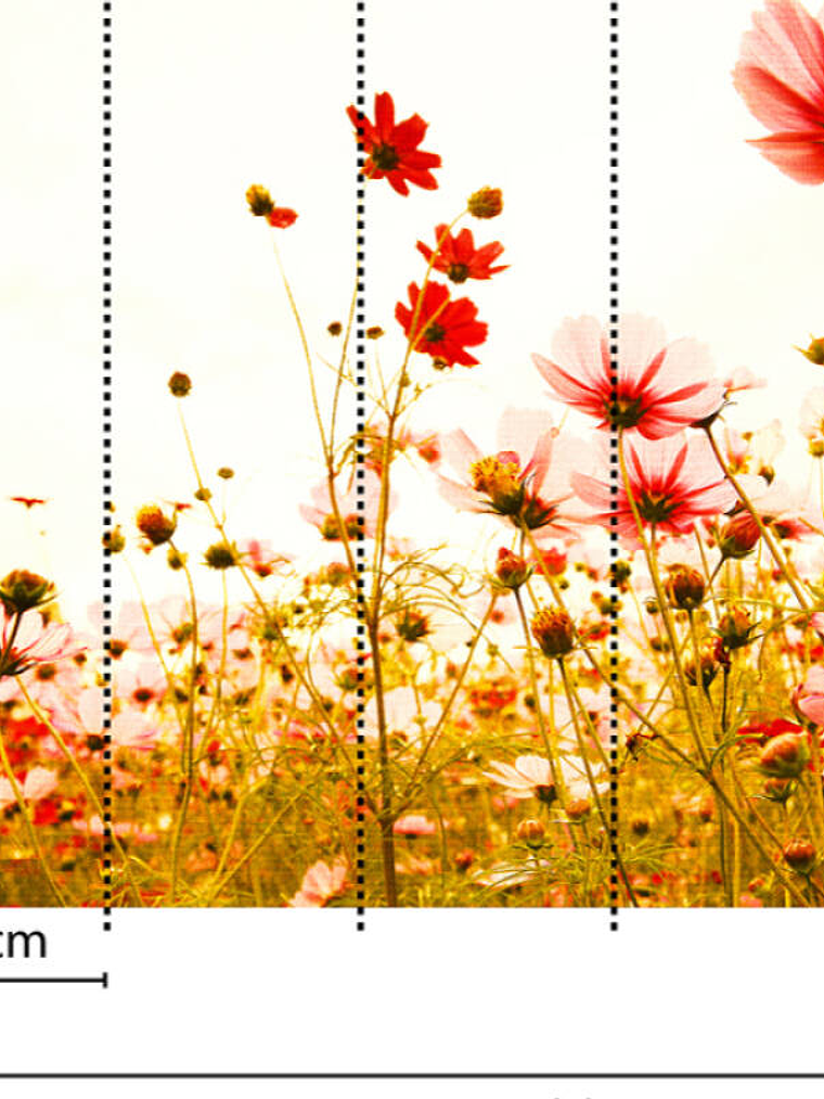 FLOWER MEADOW 2 3