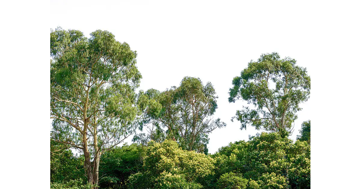 TREETOP