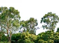 TREETOP - thumbnail 1