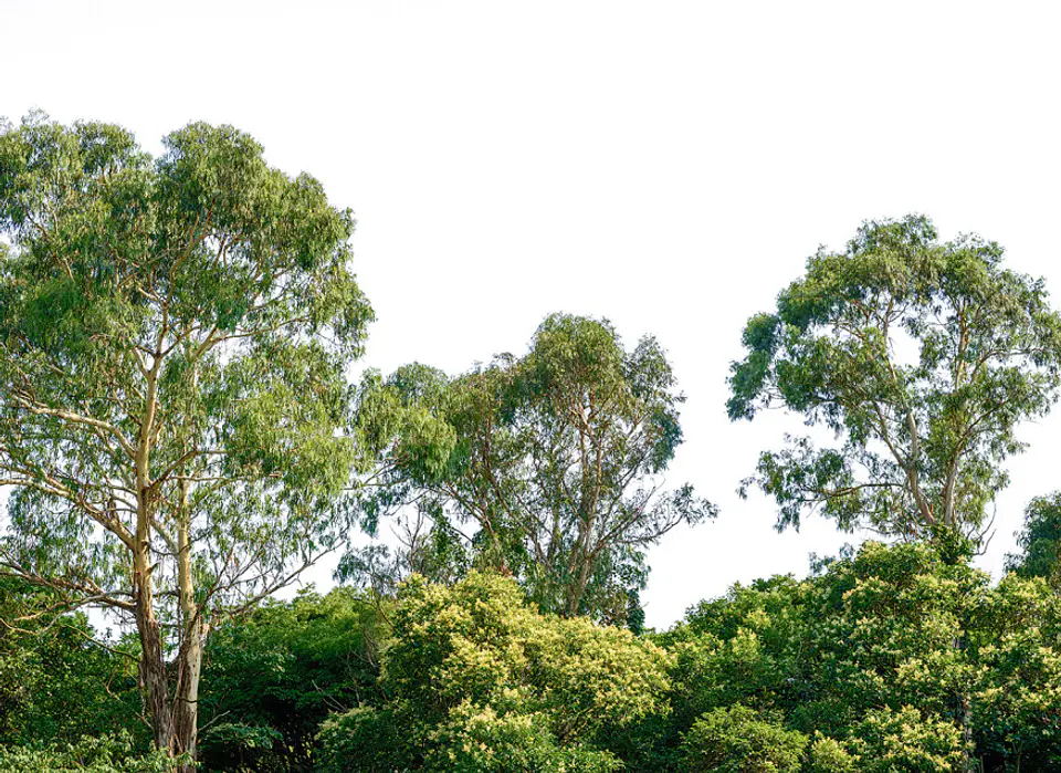 TREETOP 1
