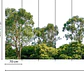 TREETOP - thumbnail 3