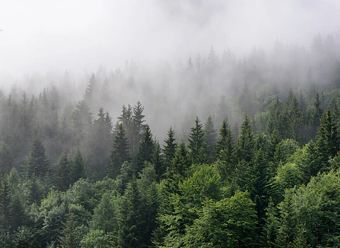 FOGGY FIR TREES