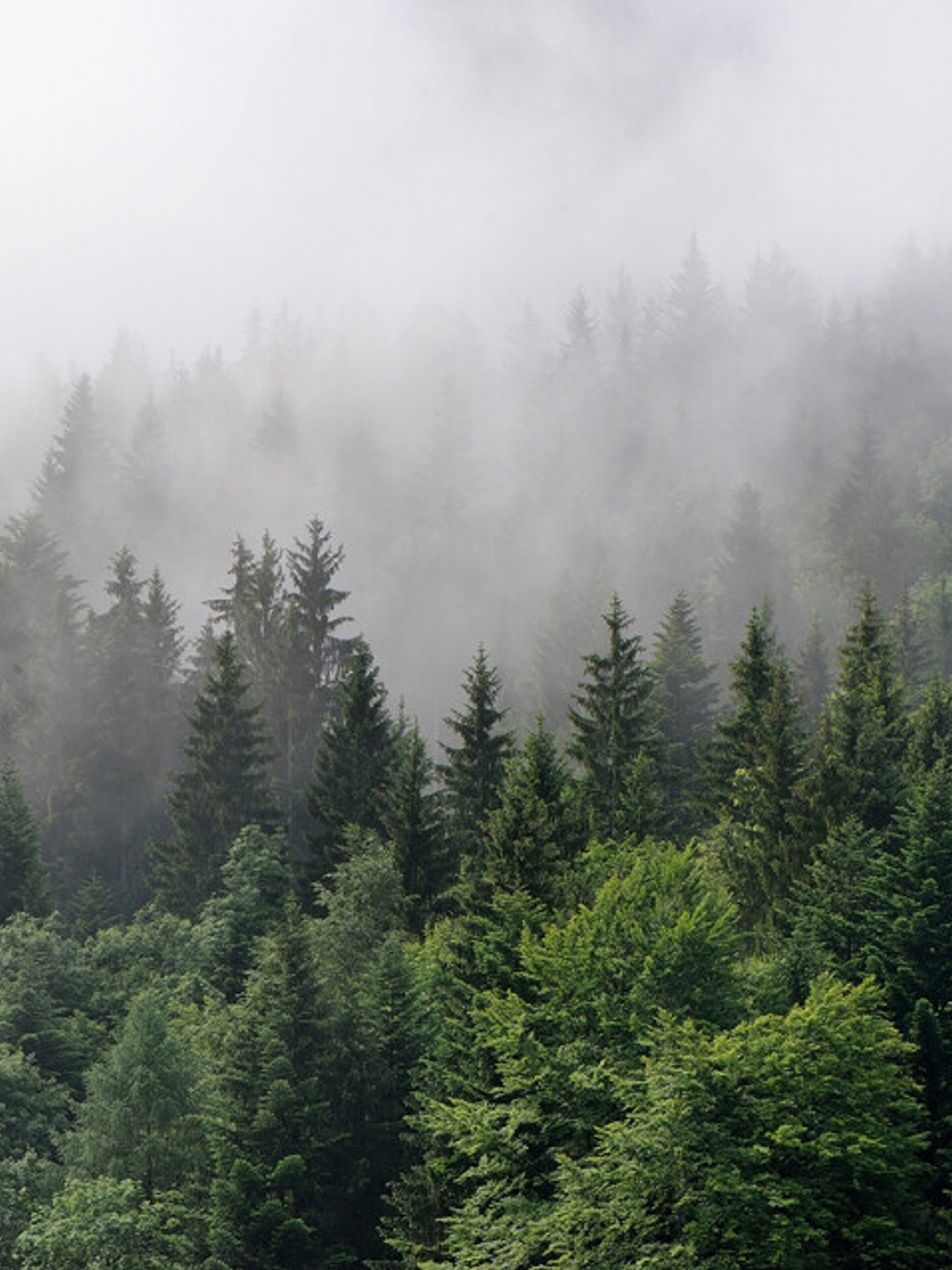 FOGGY FIR TREES 1