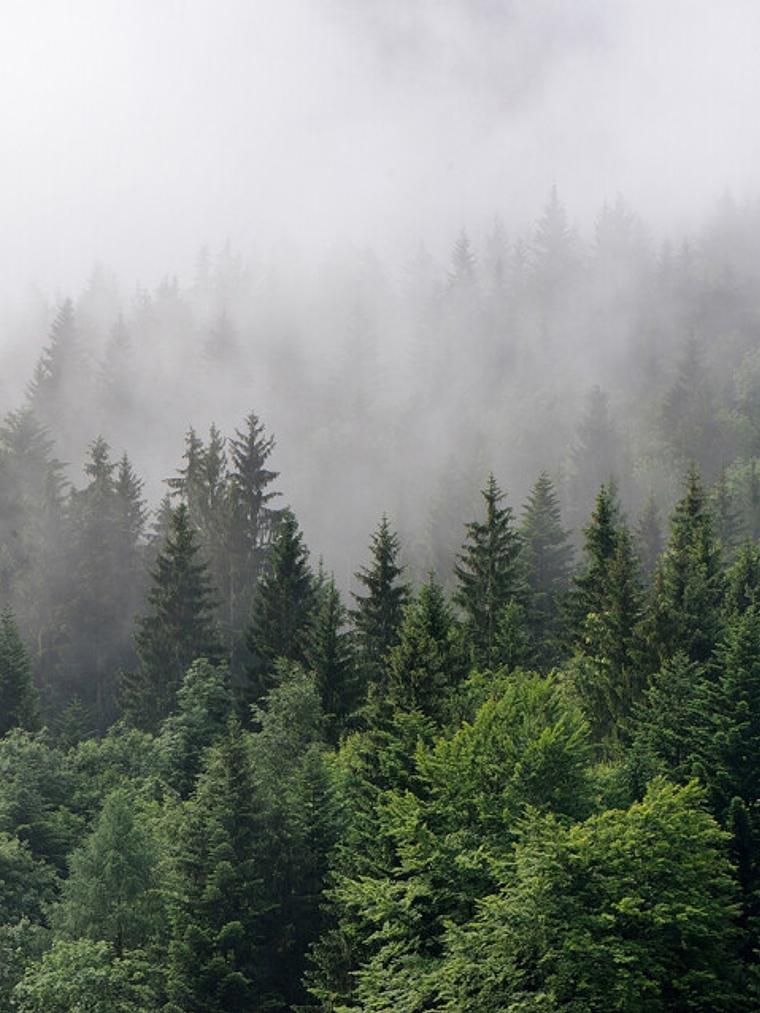 FOGGY FIR TREES 1