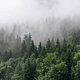 FOGGY FIR TREES