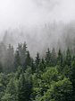 FOGGY FIR TREES - Miniatura 1
