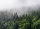 FOGGY FIR TREES - Miniatura 1
