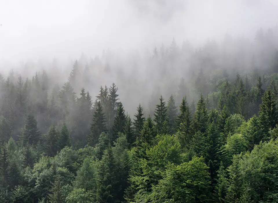 FOGGY FIR TREES 1
