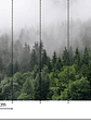 FOGGY FIR TREES - Miniatura 3