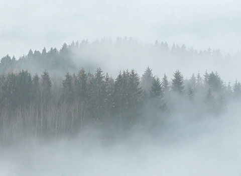 MISTY FOREST