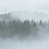MISTY FOREST