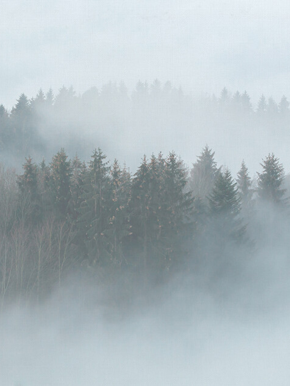 MISTY FOREST 1