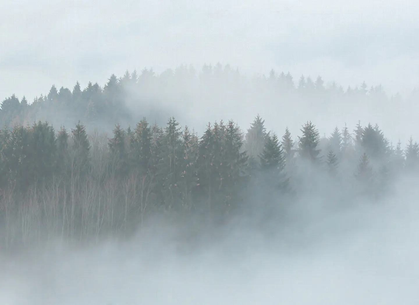 MISTY FOREST 1
