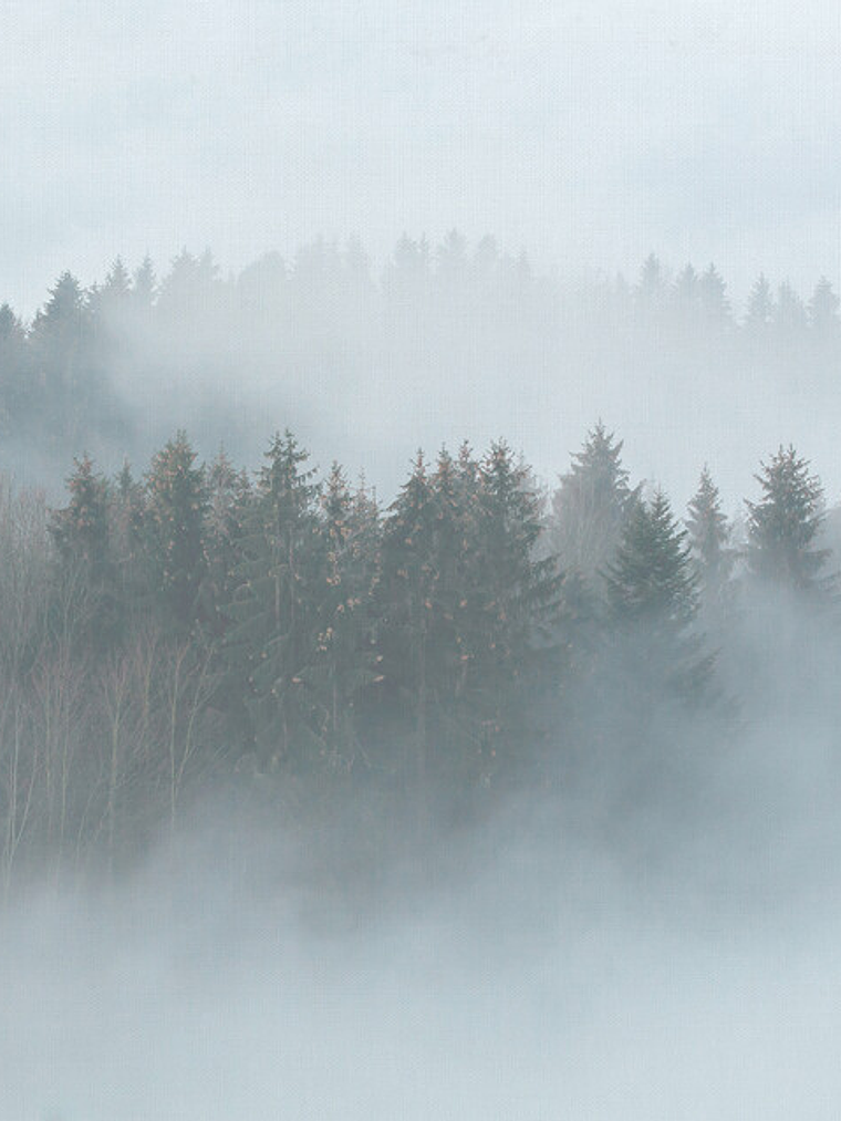 MISTY FOREST 1