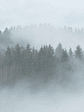 MISTY FOREST - Miniatura 1