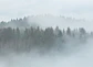 MISTY FOREST - thumbnail 1