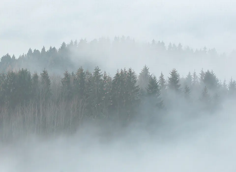 MISTY FOREST 1