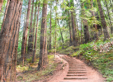 FOREST WALK 1