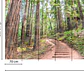 FOREST WALK 1 - thumbnail 3