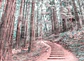 FOREST WALK 2 - thumbnail 1