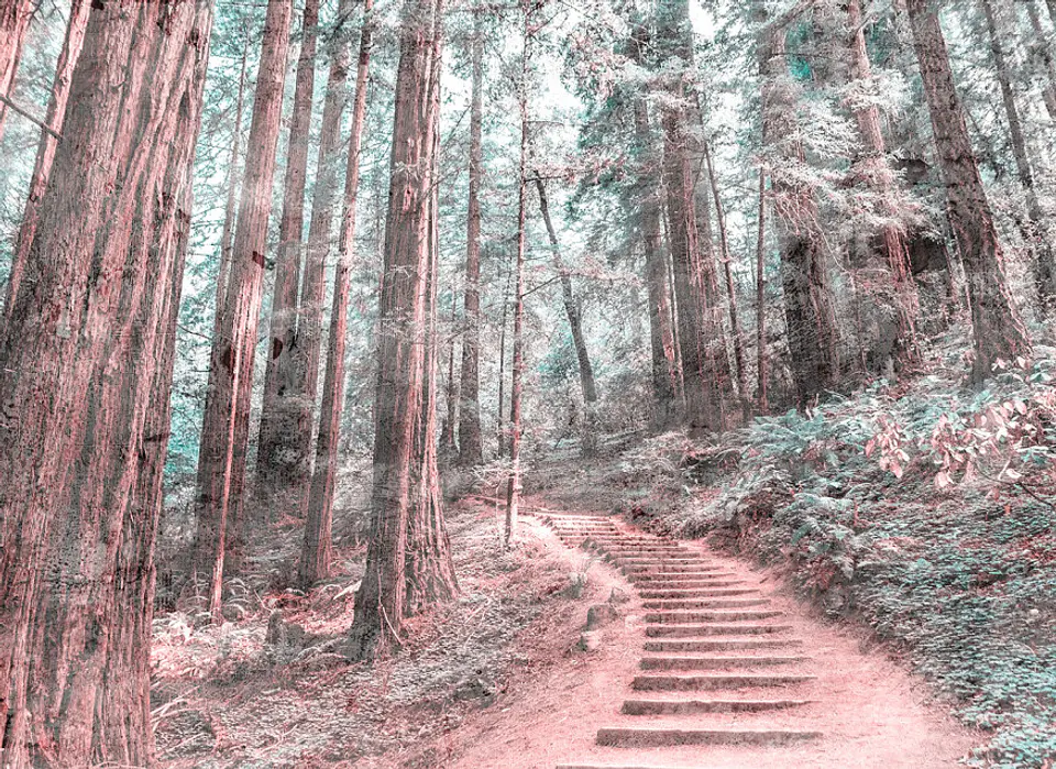 FOREST WALK 2 1