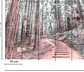 FOREST WALK 2 - thumbnail 3
