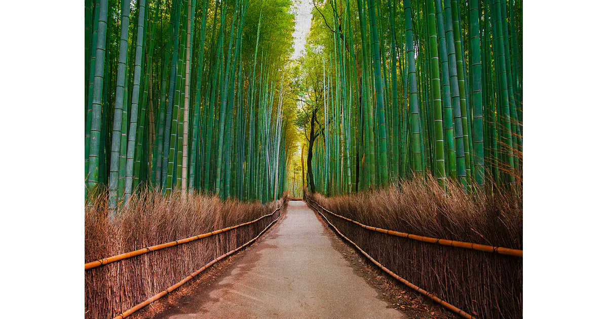 BAMBOO WALK