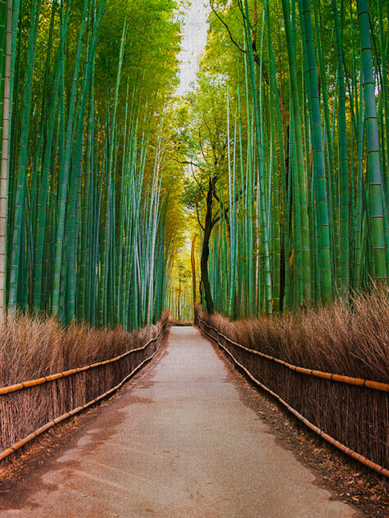 BAMBOO WALK 1