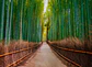 BAMBOO WALK - thumbnail 1