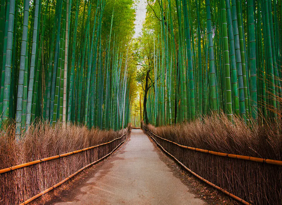 BAMBOO WALK 1