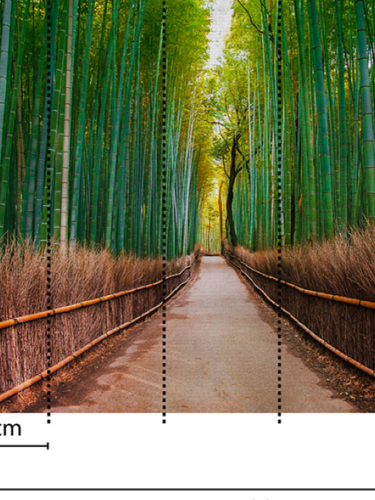 BAMBOO WALK 3