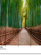 BAMBOO WALK - thumbnail 3