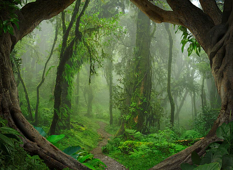 TROPICAL FOREST 