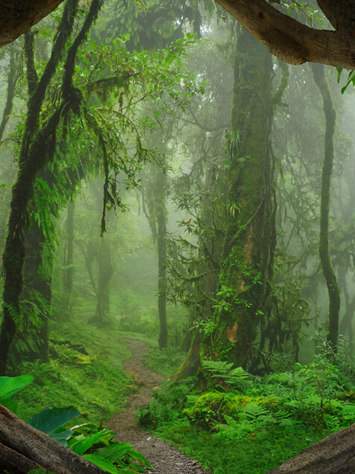 TROPICAL FOREST  1